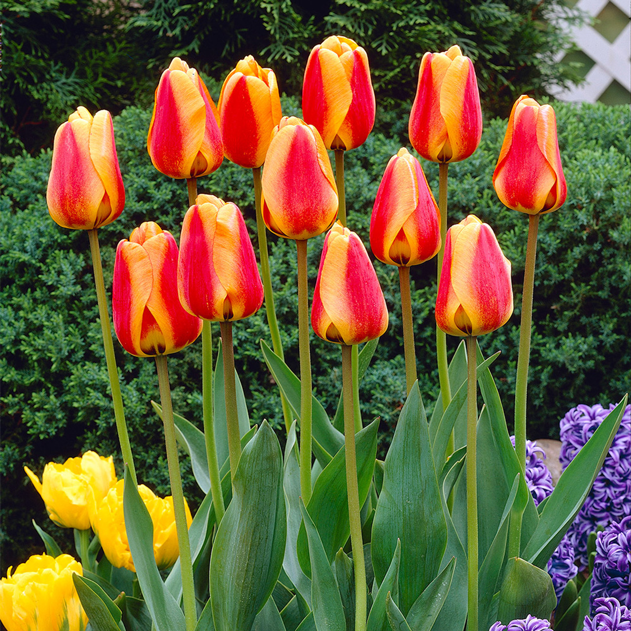 Tulipa 'Apeldoorn's Elite'